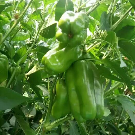寿光市 安格斯青椒苗越冬一大茬青椒苗辣椒苗太空椒苗