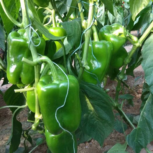 寿光市 耐热越夏青椒苗辣椒苗太空椒苗