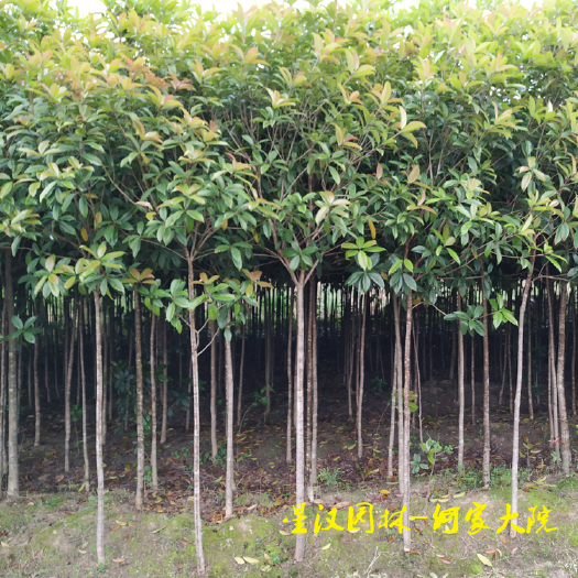 咸宁 3公分桂花树、扦插桂花苗