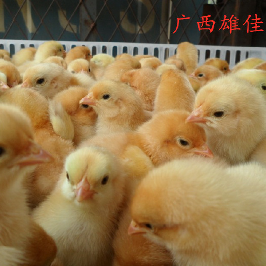 南宁三黄鸡苗 诚信至上，价格优惠，质量保证