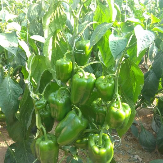 寿光市 阿曼达甜椒苗青椒苗菜椒苗方椒苗