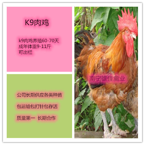 南宁K9鸡苗  k9鸡苗，头等靓苗，涨势快出栏早