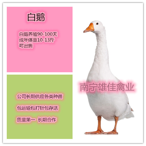 南宁 白鹅苗，头等靓苗，涨势快出栏早