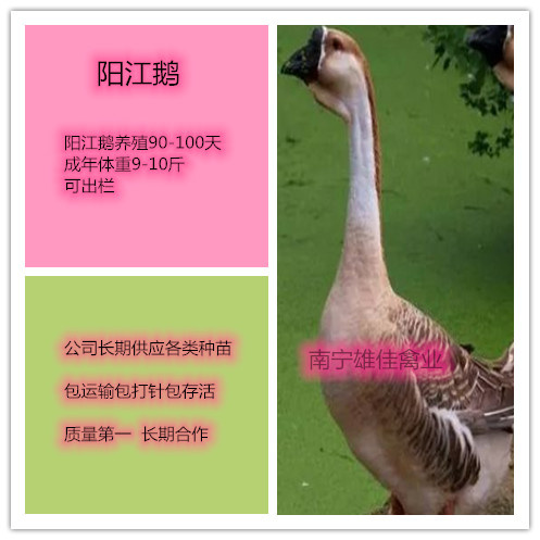 南宁阳江鹅苗，头等靓苗，涨势快出栏早