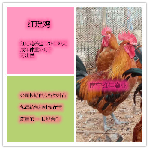 南宁 红瑶鸡苗，现货多多，涨势快出栏早