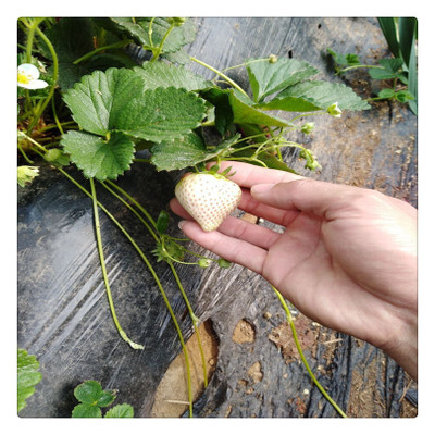 河间市 奶油草莓苗草莓苗盆栽带盆办公室绿植