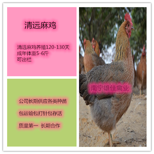 南宁 清远麻鸡苗，头等靓苗，涨势快出栏早