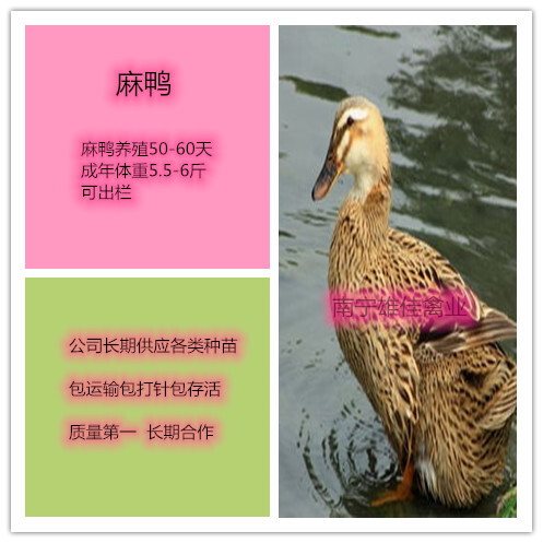 南宁麻鸭苗  ，头等靓苗，长势快出栏早