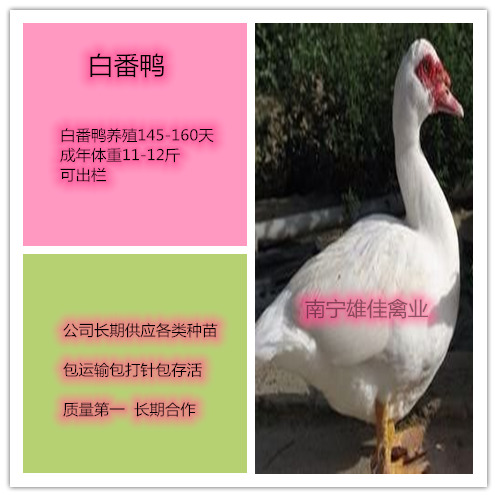 南宁大种白番鸭苗  白番鸭公苗，头等靓苗，涨势快出栏早