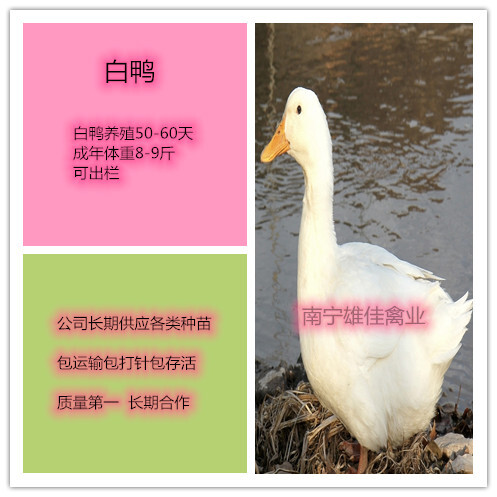 南宁 白鸭苗，头等靓苗，涨势快出栏早