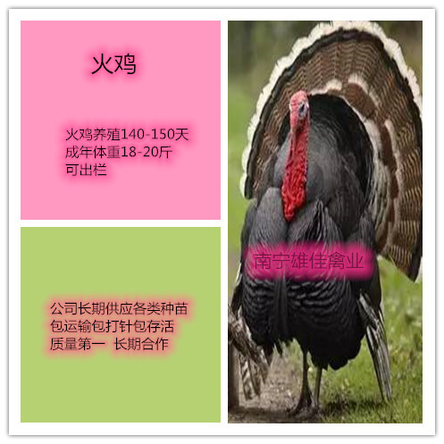 南宁火鸡苗，现货多多，涨势快出栏早