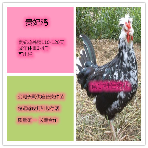 南宁 贵妃鸡苗，头等靓苗，涨势快出栏早