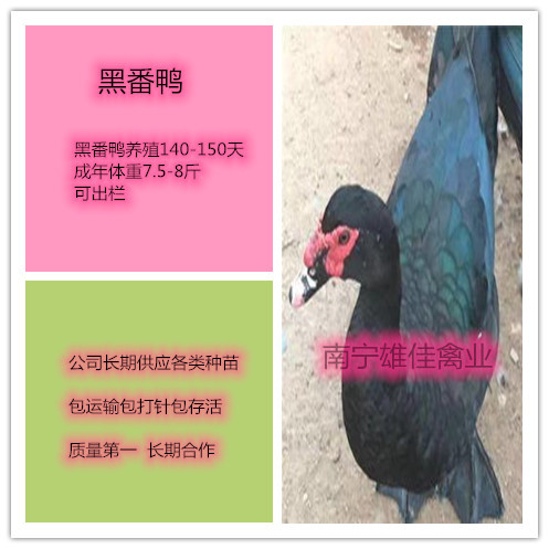 火鸭苗，头等靓苗，涨势快出栏早