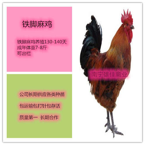 南宁 铁脚麻鸡苗，头等靓苗，涨势快出栏早