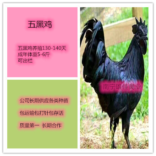 南宁 五黑鸡苗，头等靓苗，涨势快出栏早