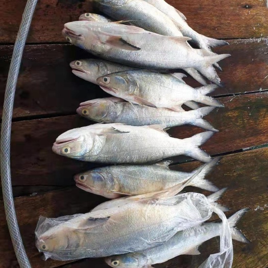 深圳 印尼大马友鱼，白午