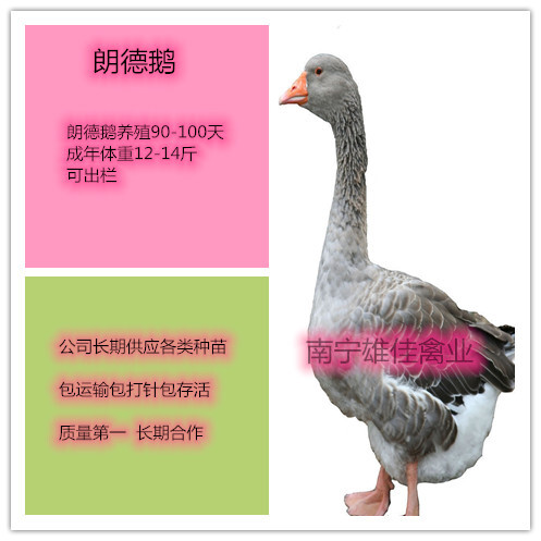 南宁郎德鹅苗 朗德苗，头等靓苗，涨势快出栏早