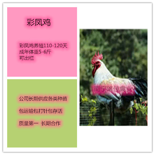 南宁 彩凤鸡苗，头等靓苗，涨势快出栏早