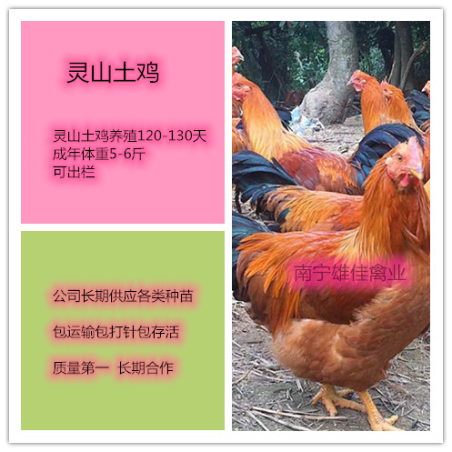 南宁 灵山土鸡苗，头等靓苗，涨势快出栏早
