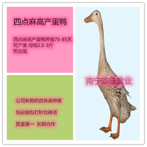 南宁 蛋鸭苗，头等靓苗，涨势快出栏早