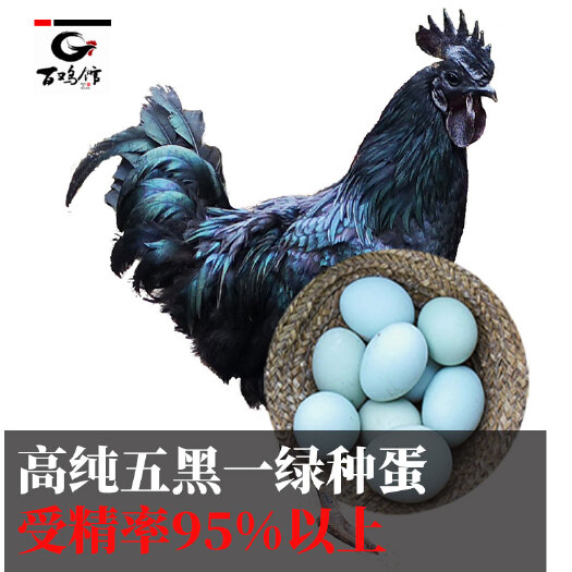 成都鸡种蛋  原种五黑一绿种蛋可孵化乌骨鸡黑羽受精蛋
