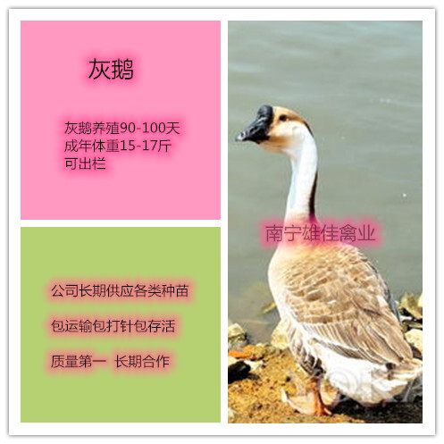 南宁灰鹅苗，头等靓苗，涨势快出栏早
