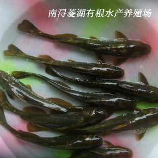乌鳢 牛尾巴鱼 商品鱼 时令水鲜 养殖基地直供 规格齐全