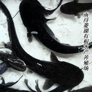 湖州 鲶鱼 商品鱼 水产养殖基地直供 时令水鲜 季节美味