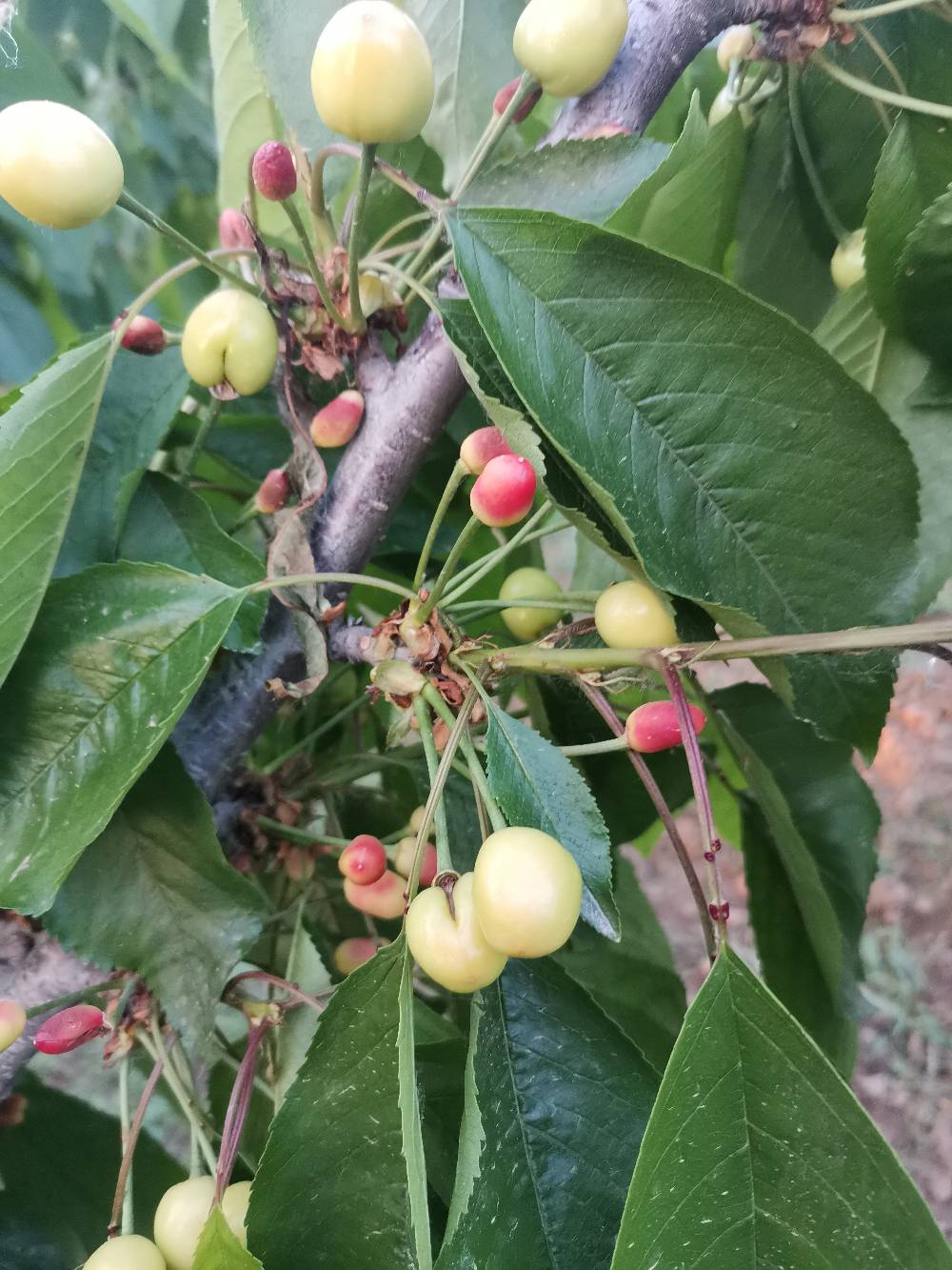 您好我们家的大樱桃长了以后有的果实变红变小落了是怎么回事