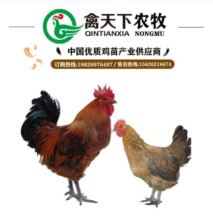 广州青脚麻鸡苗  快大青脚麻母鸡苗禽天下老字号包疫苗包存*全国发货