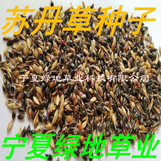隆德县优质苏丹草种子牧草多年生四季养殖苏丹草牛羊鸡鸭鹅兔鱼饲养草籽