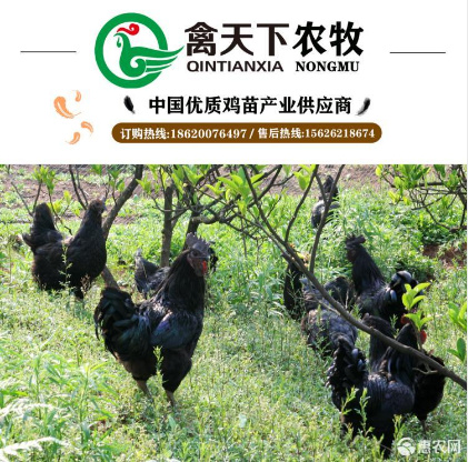 广州 五黑绿壳蛋公鸡苗禽天下老字号包做疫苗包路损全国发货