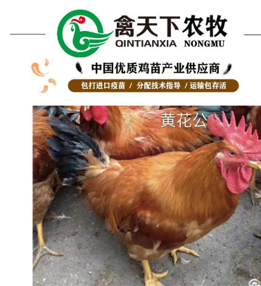 广州三黄鸡苗 三黄土鸡三号公苗禽天下老字号包疫苗包路损全国发货