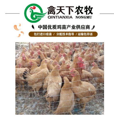 广州三黄鸡苗  三黄土鸡三号母苗禽天下老字号包疫苗包路损*全国发货