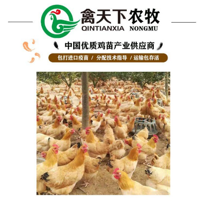 广州 三黄鸡鸡苗土二号母鸡苗禽天下老字号包疫苗包路损全国发货