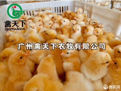 广州广西三黄鸡苗禽天下老字号土鸡苗细脚土鸡公苗包疫苗包路损