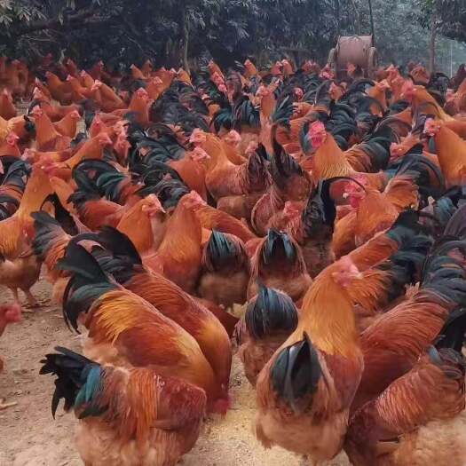 南宁土鸡苗 诚信至上，价格优惠，质量保证