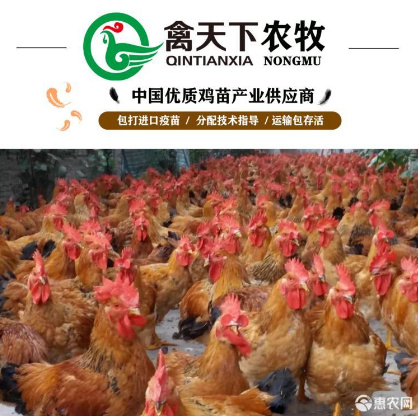 广州K9鸡苗  K90麻黄公鸡苗禽天下老字号包疫苗包路损全国发货