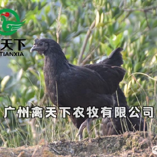 广州五黑鸡苗  五黑绿壳蛋母鸡苗 黑鸡苗土鸡苗体禽苗包邮直销