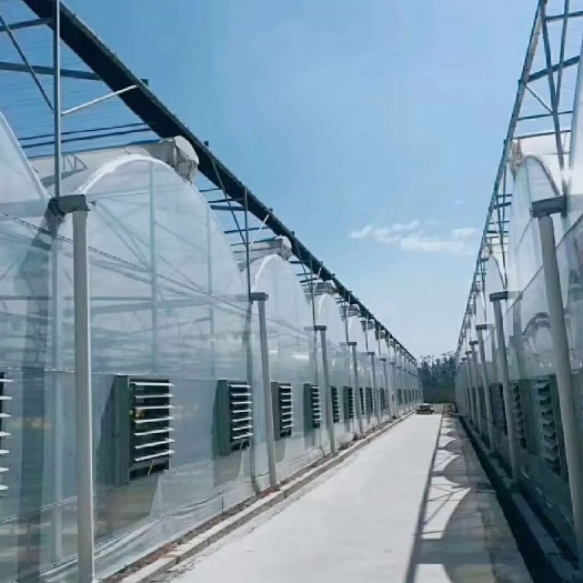 泊头市钢管大棚 连栋大棚