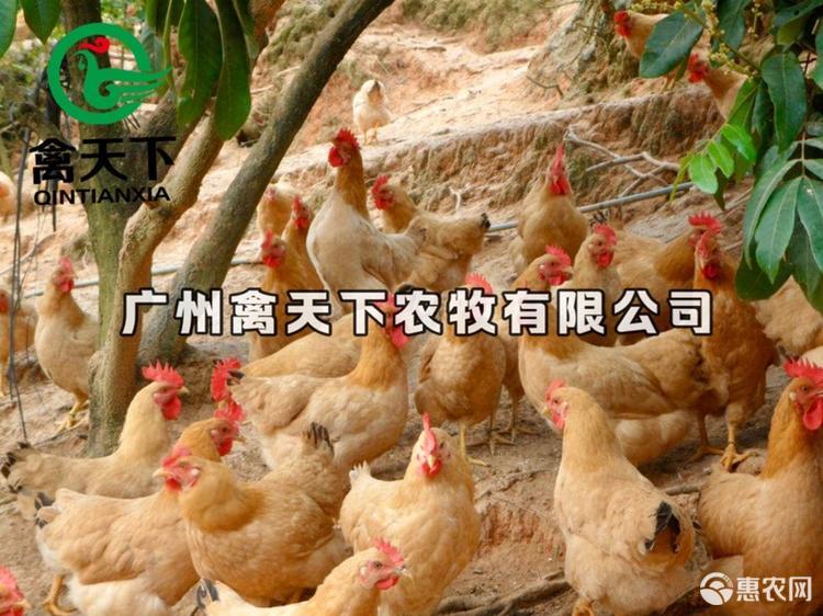 广州禽天下农牧 三黄鸡苗 三黄1.5号土鸡母苗 包做疫苗包路损