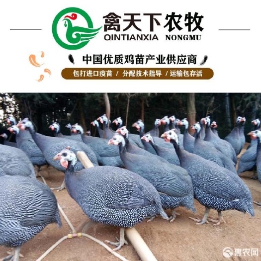 广州 禽天下珍珠鸡苗混和苗包疫苗包路损全国发货诚信天下合作共赢