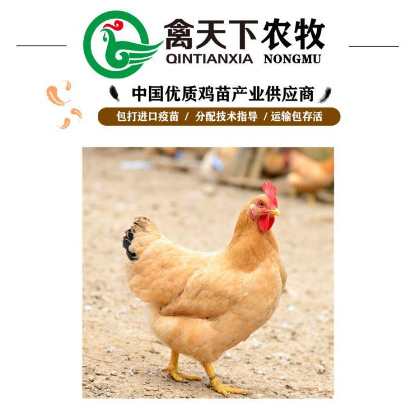 广州三黄鸡苗 三黄一号土鸡母苗禽天下老字号包做疫苗包路损全国发货