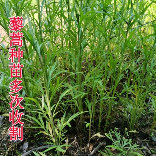 济南柳蒿种子  柳蒿种苗柳蒿芽种子藜蒿苗多年生蔬菜特菜青芦蒿根