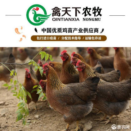 广州清远麻鸡苗 麻羽土鸡母苗二号2号麻禽天下老字号包做疫苗包路损全国发货