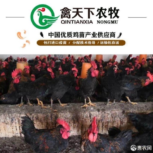 广州黑土2号鸡苗 黑羽土鸡二号公苗禽天下老字号包疫苗包路损全国发货