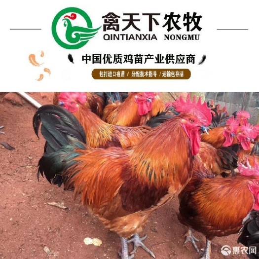 广州红瑶鸡苗 大红瑶土鸡公苗禽天下老字号包做疫苗包路损全国发货
