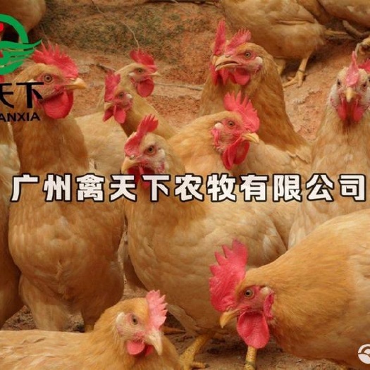 广州三黄鸡苗  三黄土鸡2号母苗 小种三黄鸡母苗包疫苗路损