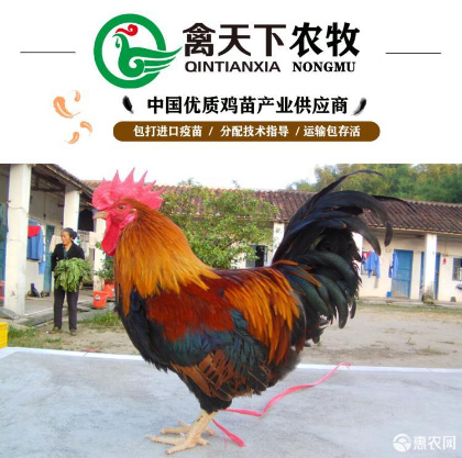 广州清远麻鸡苗 麻羽土鸡二号土2号公苗禽天下老字号包做疫苗包路损全国发货