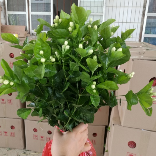 2025年春产地直发广西横州市茉莉花苗2年苗双瓣茉莉花苗